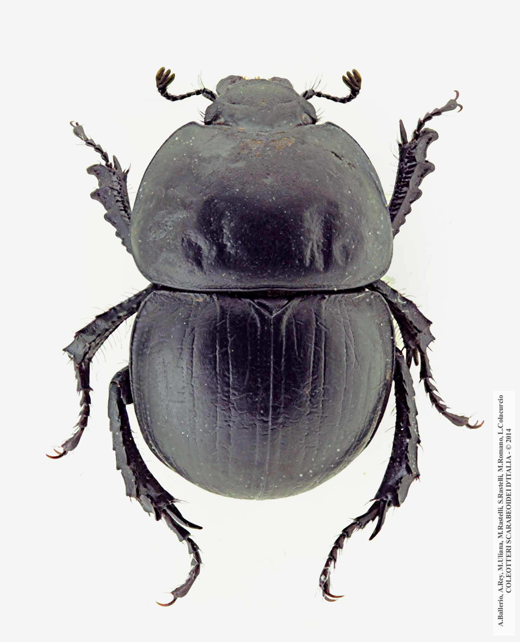 Baraudia geminata, femmina